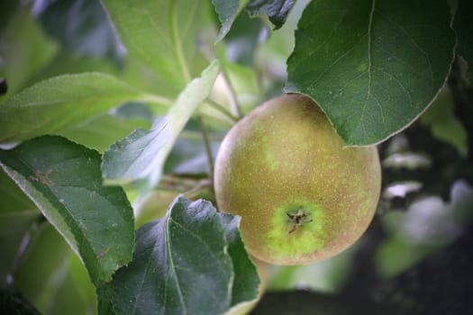 Extertal apple