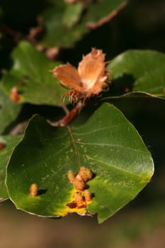 Beechnuts and galls of the beech gall midge on a European beech
