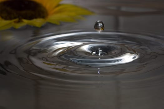 Sunflower with drops of water
