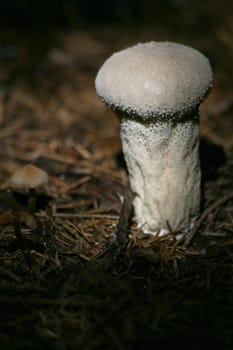Lycoperdon perlatum