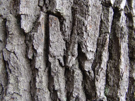Oak bark