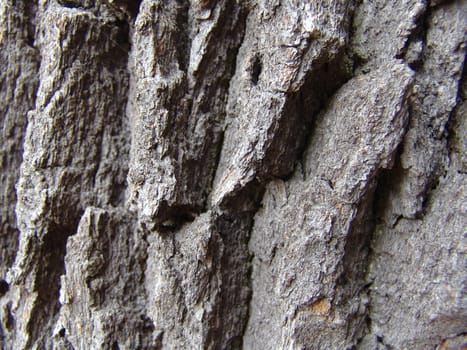 Oak bark