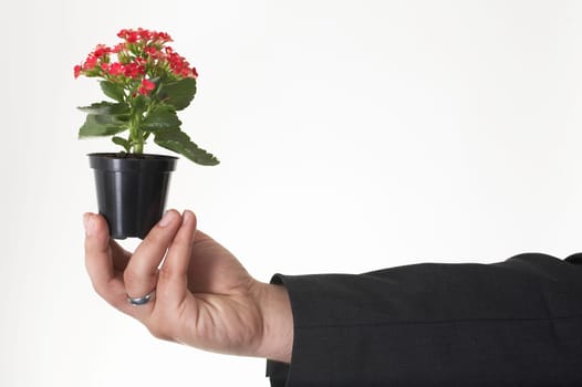 small plant