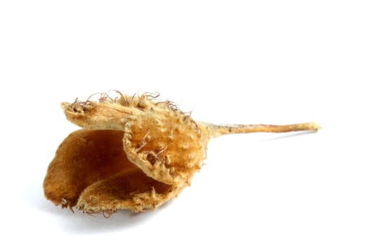 Beechnut shell