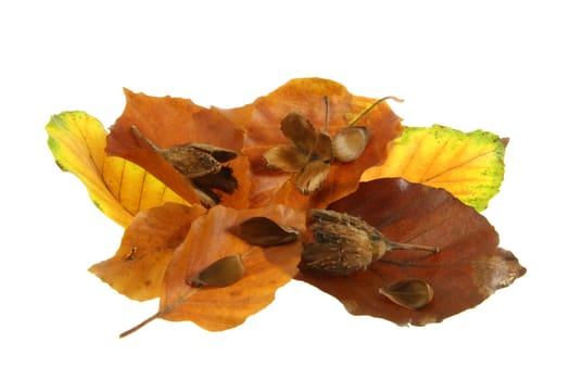 Autumn
