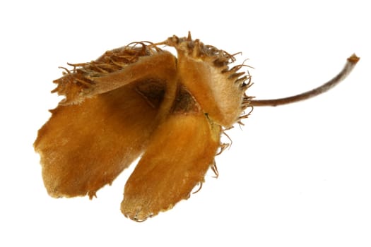 Beechnut shell