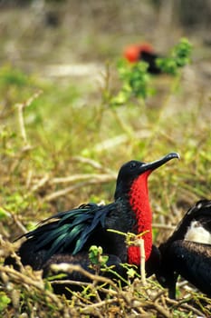 Frigate bird breeding