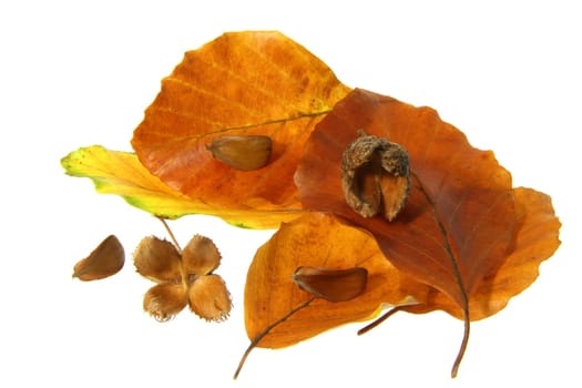 Autumn
