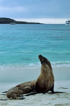 Galápagos sea lions