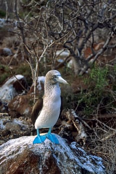 Blue-footed at courtship dance