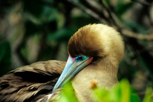 Red-footed nesting