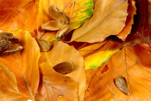 Autumn