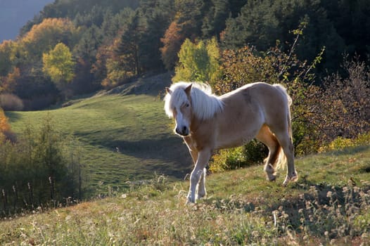 horse