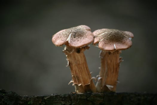 Two young Hallimasche on a tree stump