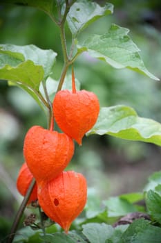 Bladder cherry