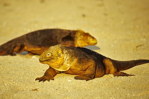 Glandular heads
