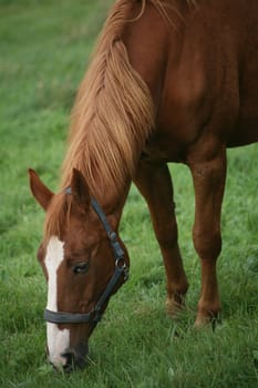 Horse