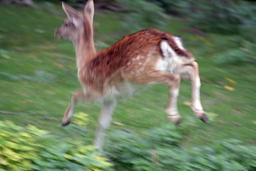 startled