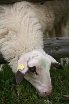 Sheep in a pasture