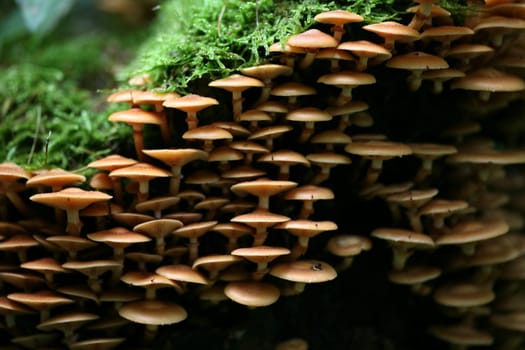 Kuehneromyces mutabilis