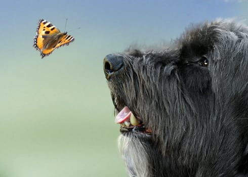 Encounter dog and butterfly