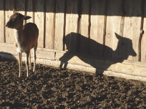 Fallow deer