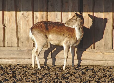Fallow deer