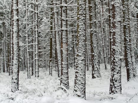 Winter forest
