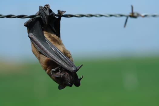 bat