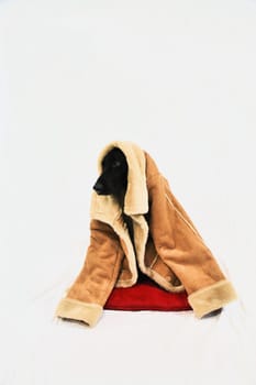 Dog cold