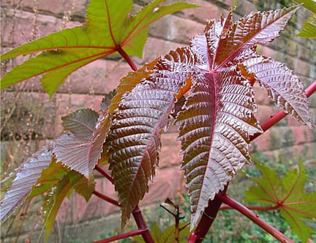 The "miracle tree"" (Ricinus communis) belongs to the spurge family (Euphorbiaceae). In our temperate climate,the plant grows as an annual herbaceous plant,while in the tropics it grows as a perennial plant. It also becomes the ""Palm of Christ"""