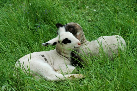Well,it's not quite up to date,but the time of the lambs is coming back....!