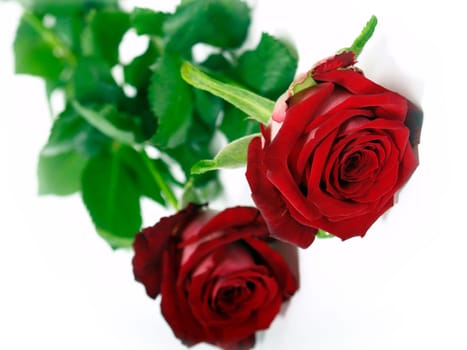 Red roses