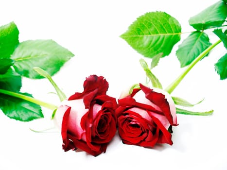 Red roses
