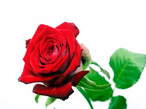 Red Rose