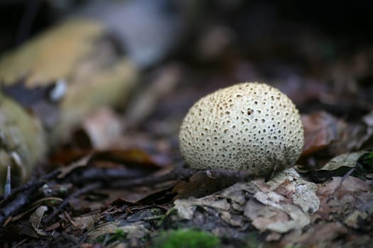 Potato bovist
