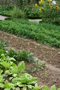 Kitchen garden