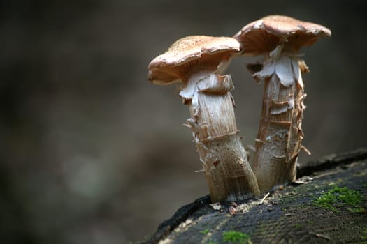 Pair of mushrooms
