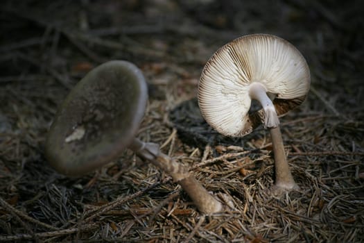 Parasol