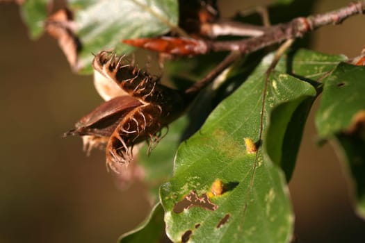 Beech fruits