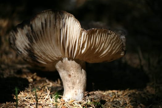 Täublinge
