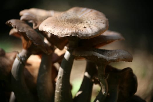 Hallimasch is a conditionally edible mushroom - only specimens that grow on coniferous wood are considered well tolerated.