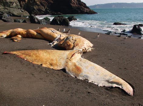 Dead whale