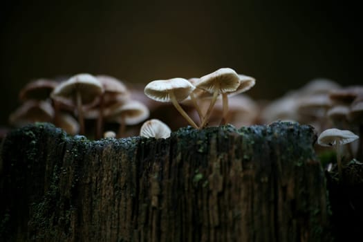 Mycena galericulata