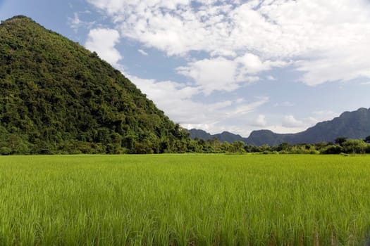Rice field in Laos