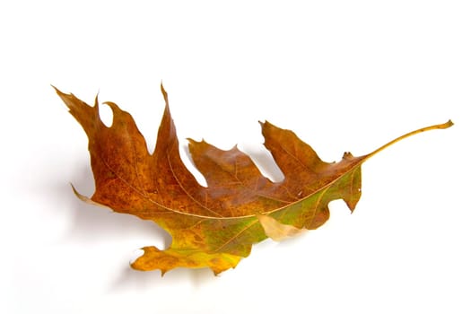 Oak leaf