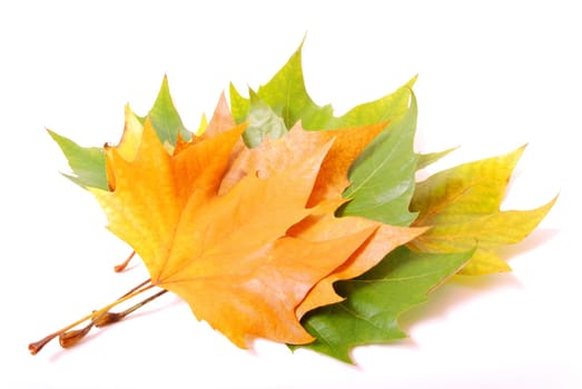 Autumn leaves