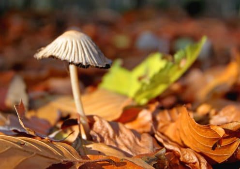 Mushroom