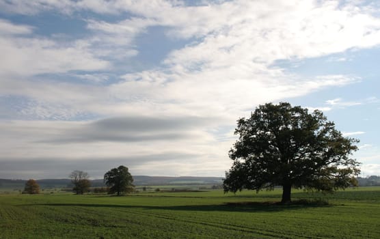 one of my favorite trees....