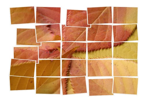 Leaves